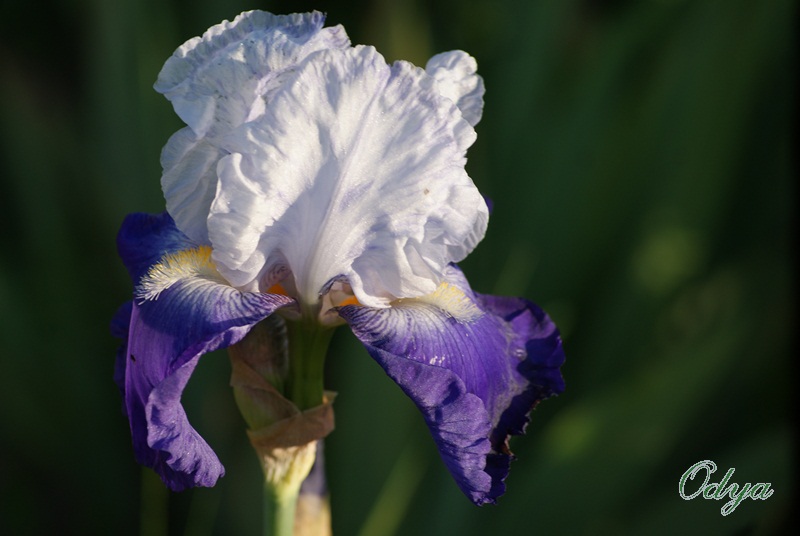 Iris 2012 - Page 6 Aa_20154