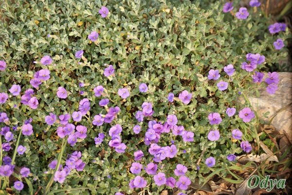 Aubriète , Aubrieta Ams_0213