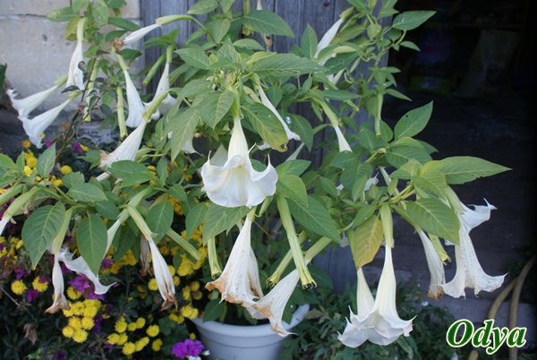 datura - Datura Dsc06410