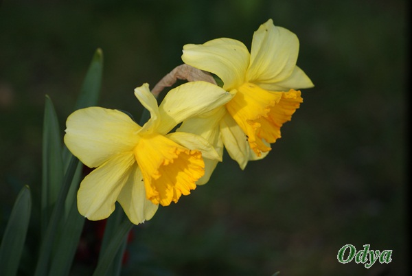 Narcisses et jonquilles  Dsc07828