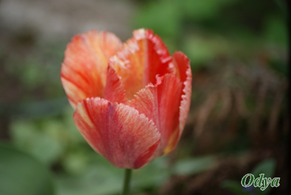 Tulipe 2012  - Page 5 Dsc08118