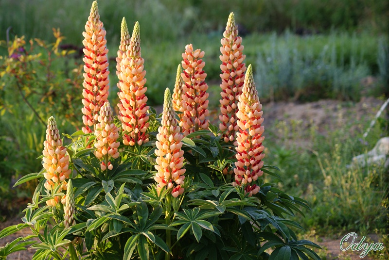 Semis du lupin  Dsc09610