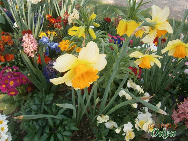 Narcisses et jonquilles Fou_lo16