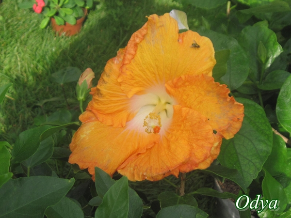 Hibiscus Img_0011