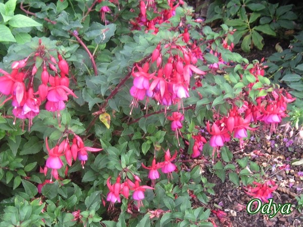 Fuschia - Page 5 Img_0037