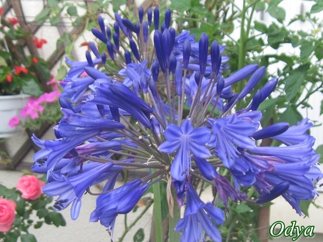 Agapanthus - Page 2 Juiill61