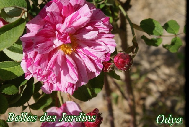 visite de la roseraie LOUBERT  ( Les Rosiers sur Loire 49) - Page 6 Mai_2033