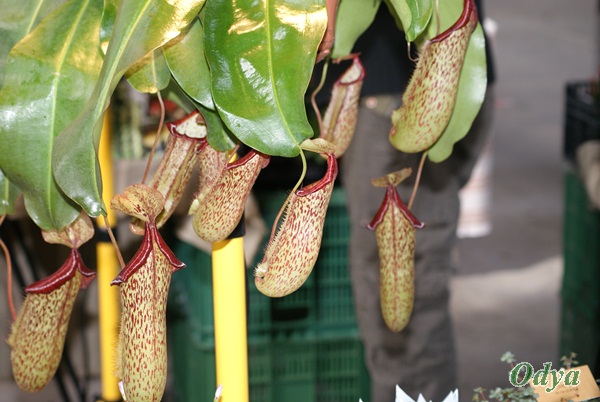 NEPENTHES (plante carnivore...) - Page 3 Niort_94