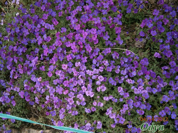 Aubriète , Aubrieta P4140014