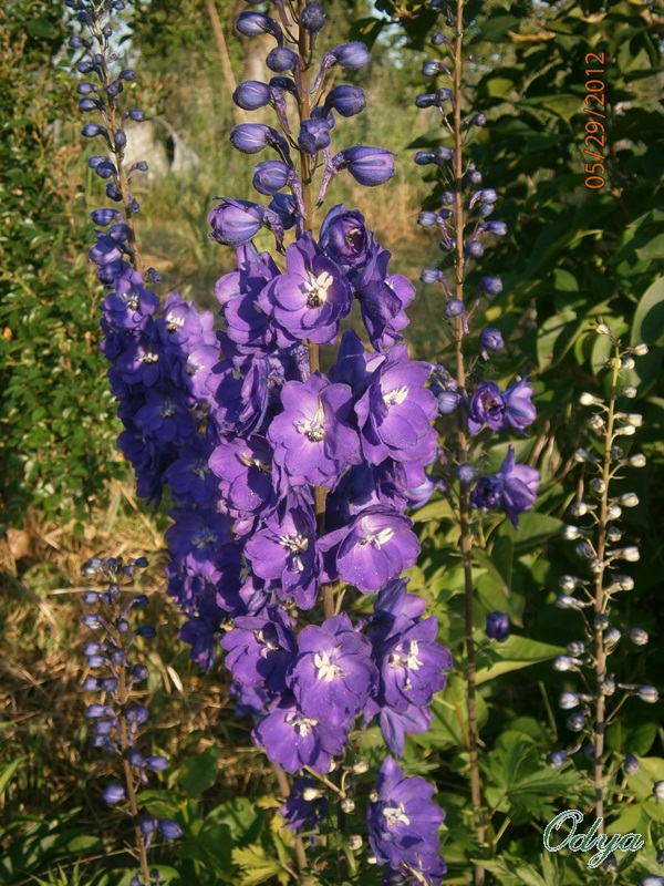 Le Delphinium  P5290016