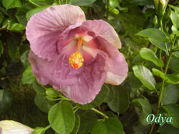 Hibiscus rosa sinensis - Page 5 P8260012