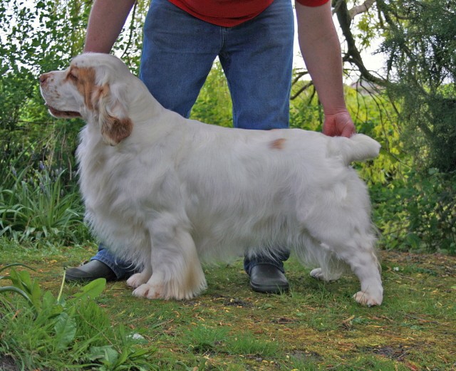 vi presento una razza: il Clumber Spaniel Lucy_010