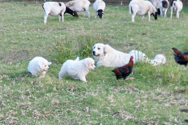 Great Pyrenees Pups310