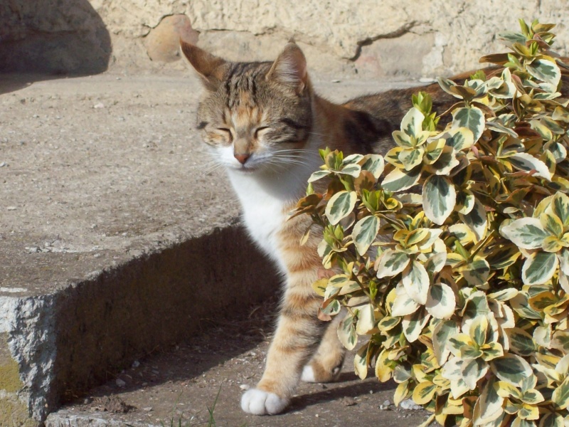 salut,...c'est Maffy... des terres froides!!  - Page 32 100_1813