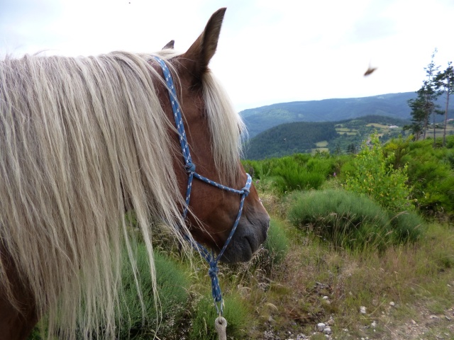 entre Ardêche et Haute Loire P1000157