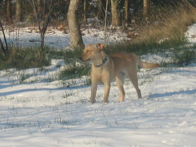 Ginger, croisé berger né le 21 mars 2011 en FA dans le 64 41710911