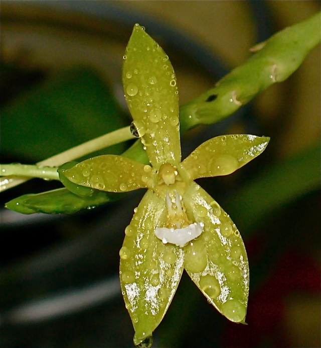 Phalaenopsis cornu-cervi Photo_10