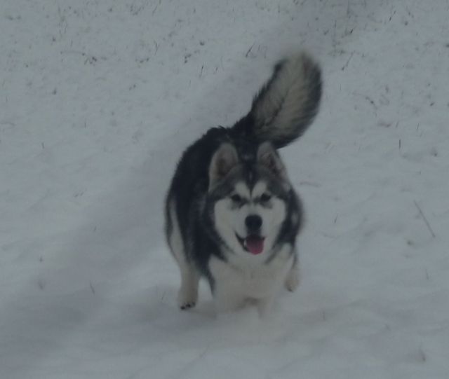 Lucky e la sua prima volta sulla neve:) Kiki_n10