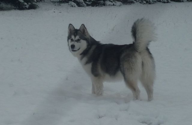 Lucky e la sua prima volta sulla neve:) Kiki_n11
