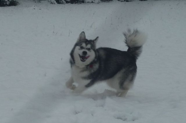 Lucky e la sua prima volta sulla neve:) Kiki_n12