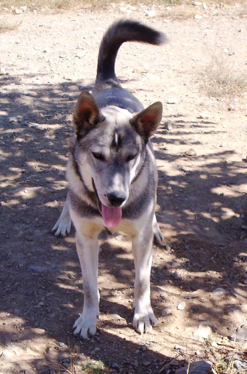 JACK - JACK  x husky (m) 08/03/2011 (REF11)ADOPTE 100_4512