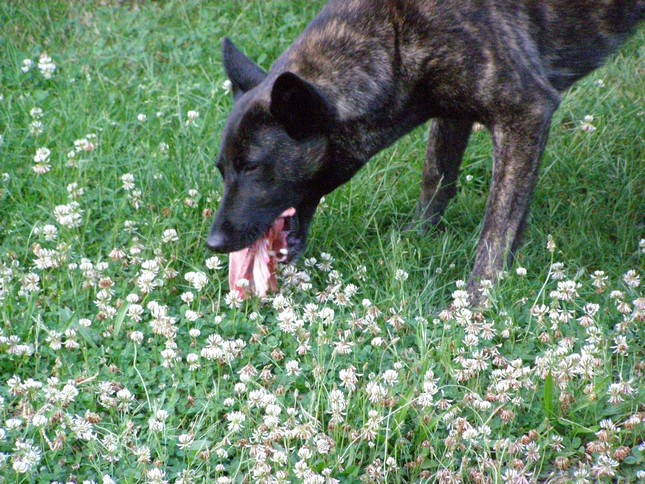 mon chien picore !! P6134611