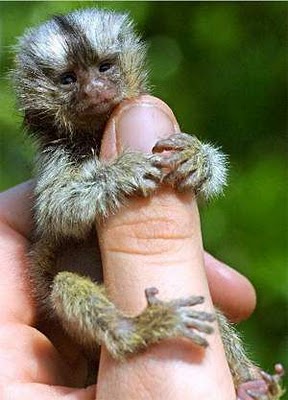 les plus petits singes de monde Attb1110