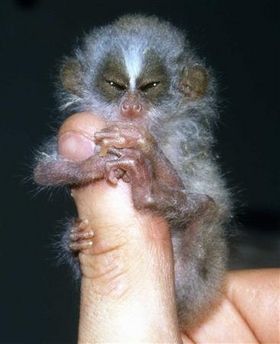 les plus petits singes de monde Atte1410