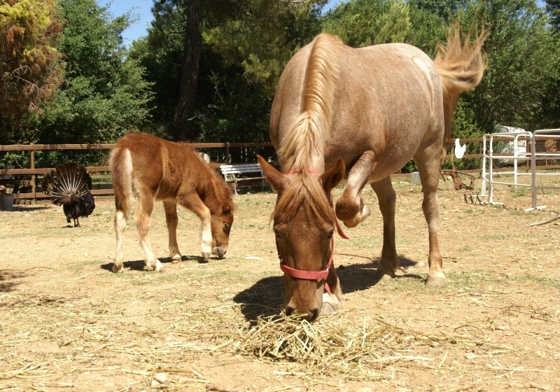 Un mini cheval de un mois et une jument de 1 mois aussi ... Dsc04612