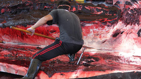 La chasse à la baleine ouverte aux touristes Media_10