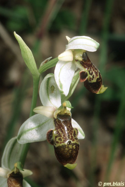 Orchidée unique Opphil10