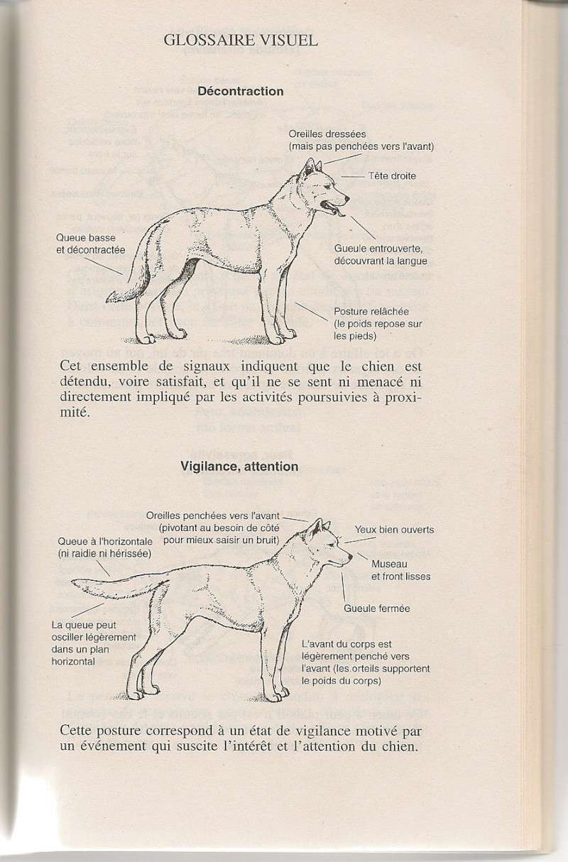 ethologie canine - Page 2 Numari10