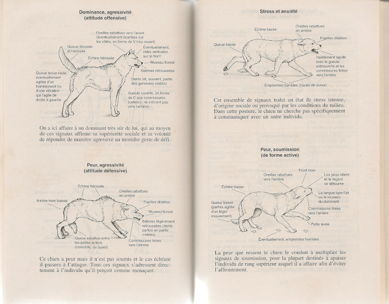 ethologie canine - Page 2 Numari11