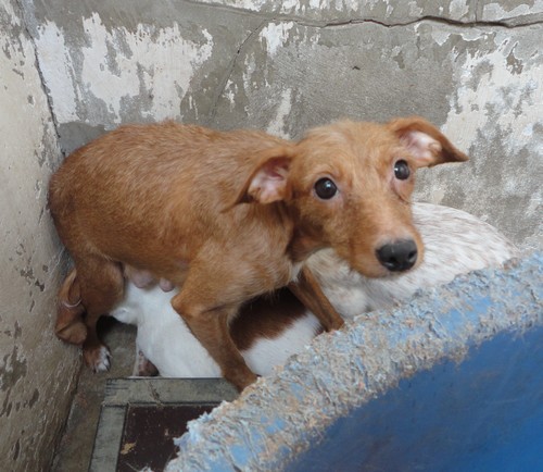 53 chiens retirés pour maltraitance Box76-11