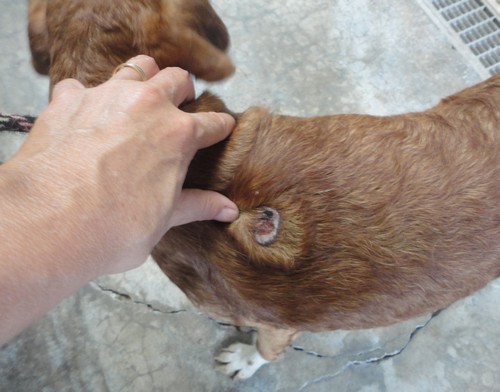 53 chiens retirés pour maltraitance Boxp1212