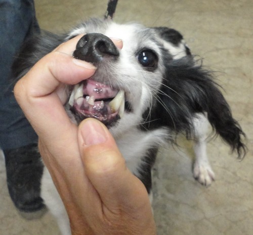 53 chiens retirés pour maltraitance Boxp6-14