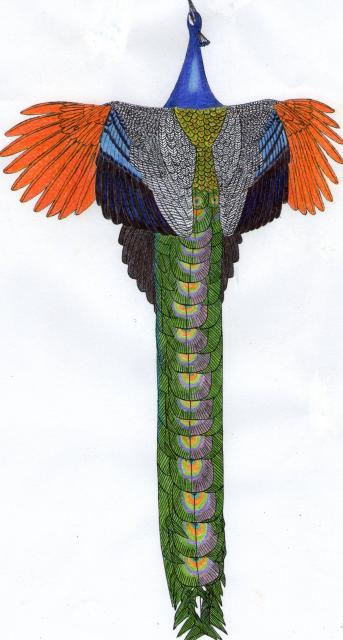 Des dessins oui mais des dessins scientifiques Pavo_c11