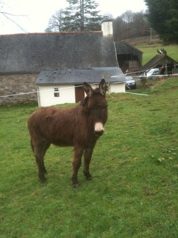 Jasmine, ânesse marron, type âne commun, 18 ans (1994) ADOPTEE Photo113