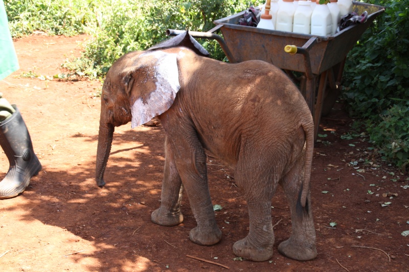 Kenya   Video -  Elefantino orfano salvato Img_0610