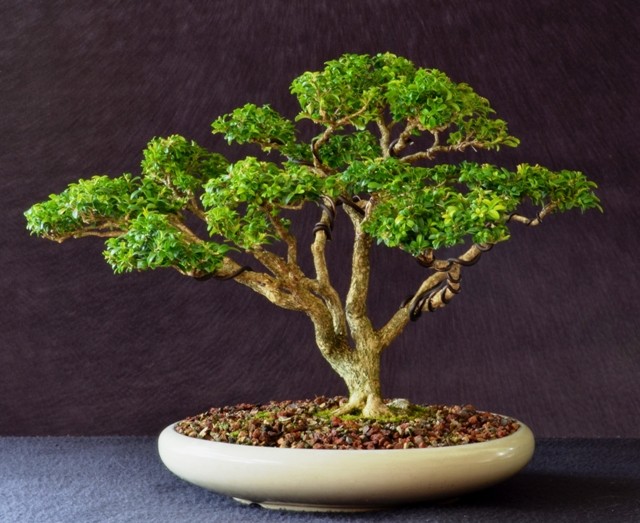 Boxwood/live oak Box_2010