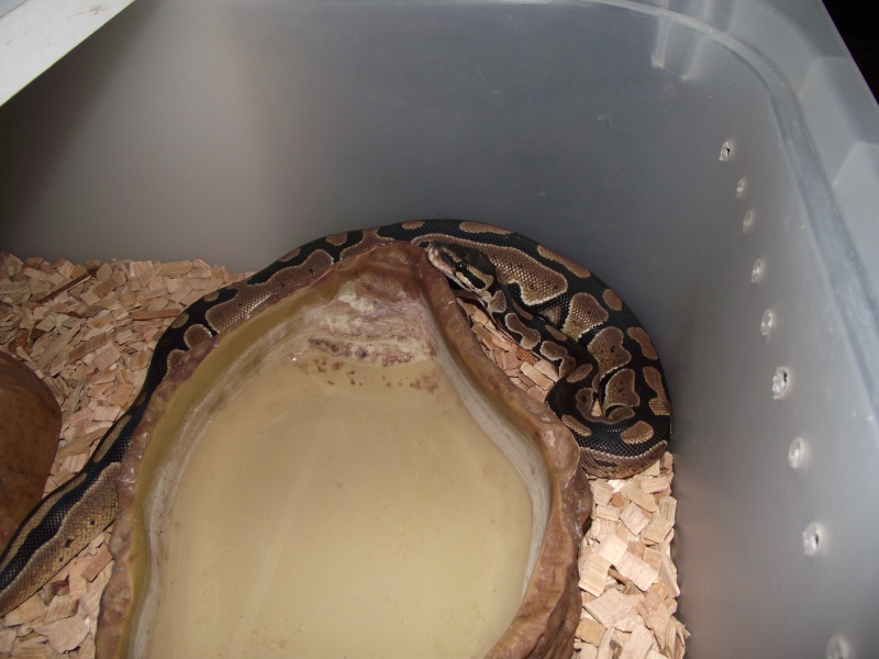 Mes python Morelia spilota et regius  Dscf3040