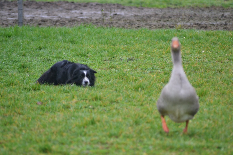 chien d'un jour... Dsc_0022