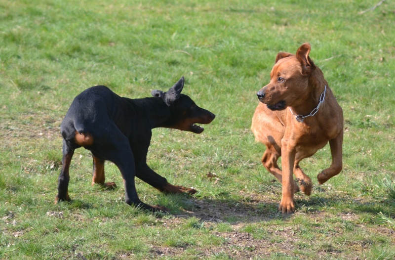 chien d'un jour... Dsc_0410