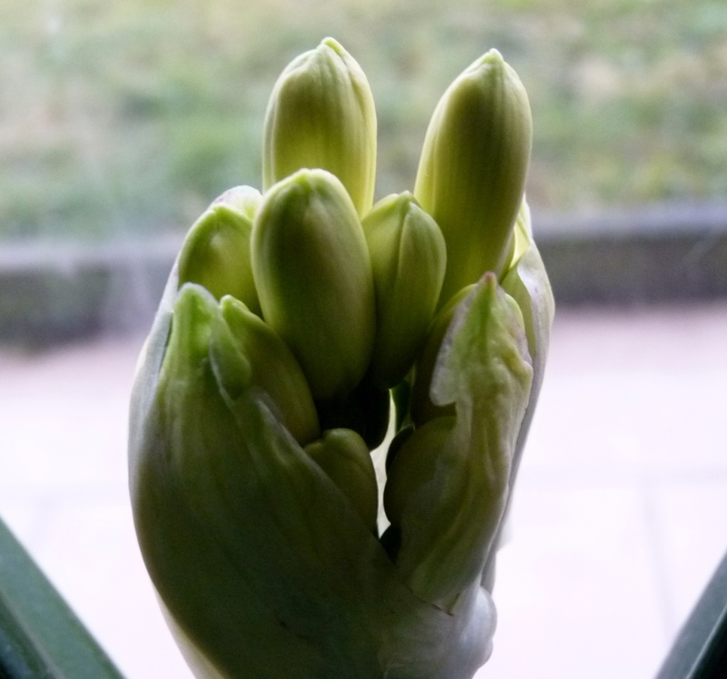 Amaryllisgewächse - Amaryllidaceae (Hippeastrum, Nerine, Amaryllis, Agapanthus sowie Allium & Narcissus) - Seite 3 00713