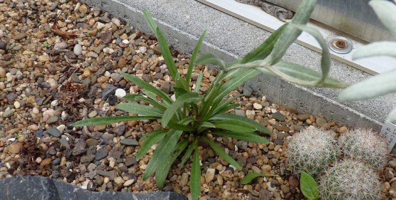 Begleitpflanzen der Kakteen in Haus und Garten - Seite 5 06315