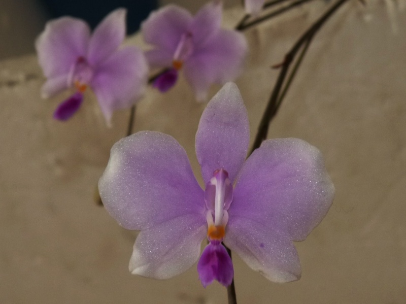 Orchideen 2011 - 2015 Teil 1 - Seite 17 P1130717