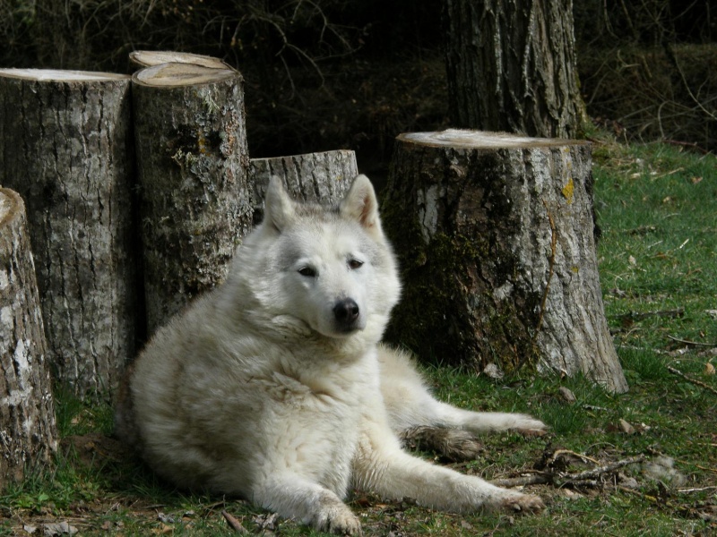 KAYUK husky (m) le vrai bisounours  REF 07  ADOPTE - Page 2 Ptilou10