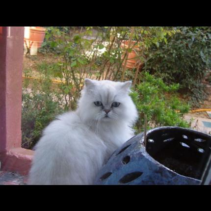 Ulysse chat persan perdu le 15/1/2012 a Nice 06 51507_10