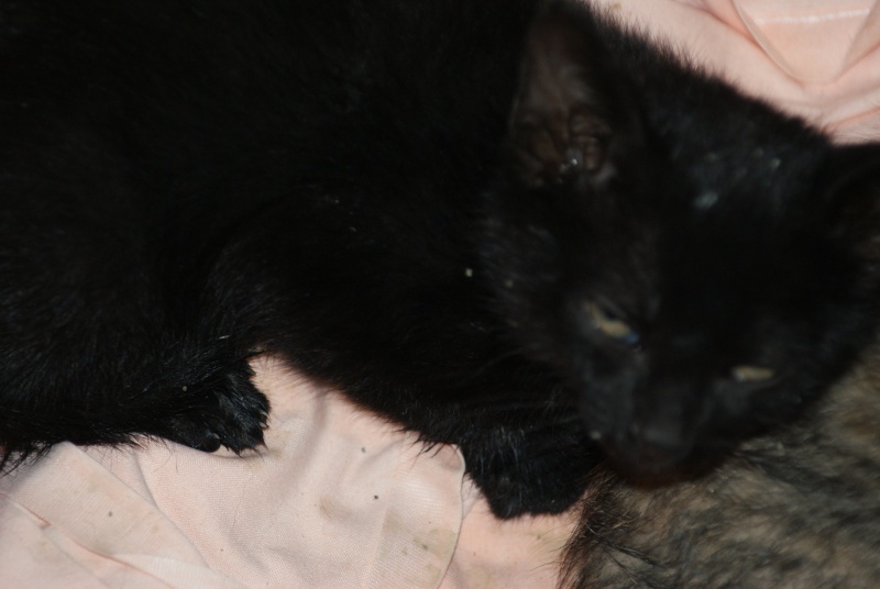 adopté Graphite petit chaton noir male de 1 mois et demi 04/06 Anais_16