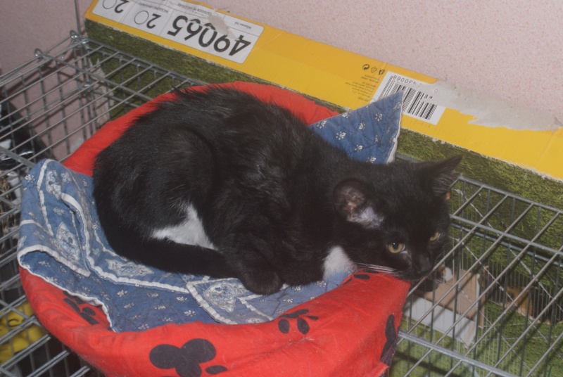 adoptés   Guismo un chaton noir et blanc , Gatéa une chatonne brown blotched torbie 3mois 04/06 Chato130